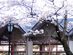 Sakura House