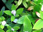 Sakura Petals and Leaf