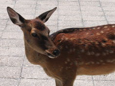 Miyajima Island