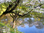 Okazaki Castle's lake