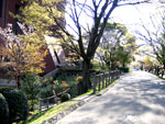 Sakura-covered street